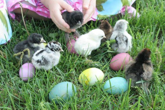 chicks and eggs