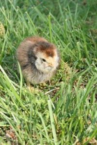 one of my all time favorite chicks. Just look at that little owl-like face! We named him 